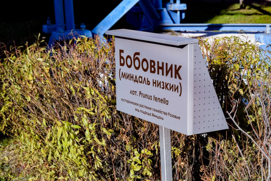 Таблички на русском и латыни сопровождают каждое дерево и кустарник в Ботаническом саду ТЭЦ-1. 