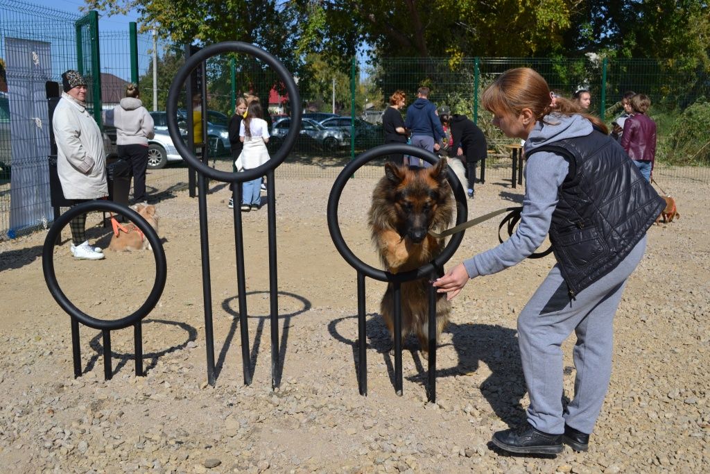 Ранее в Рубцовске не было специализированной площадки для выгула и дрессировки собак 