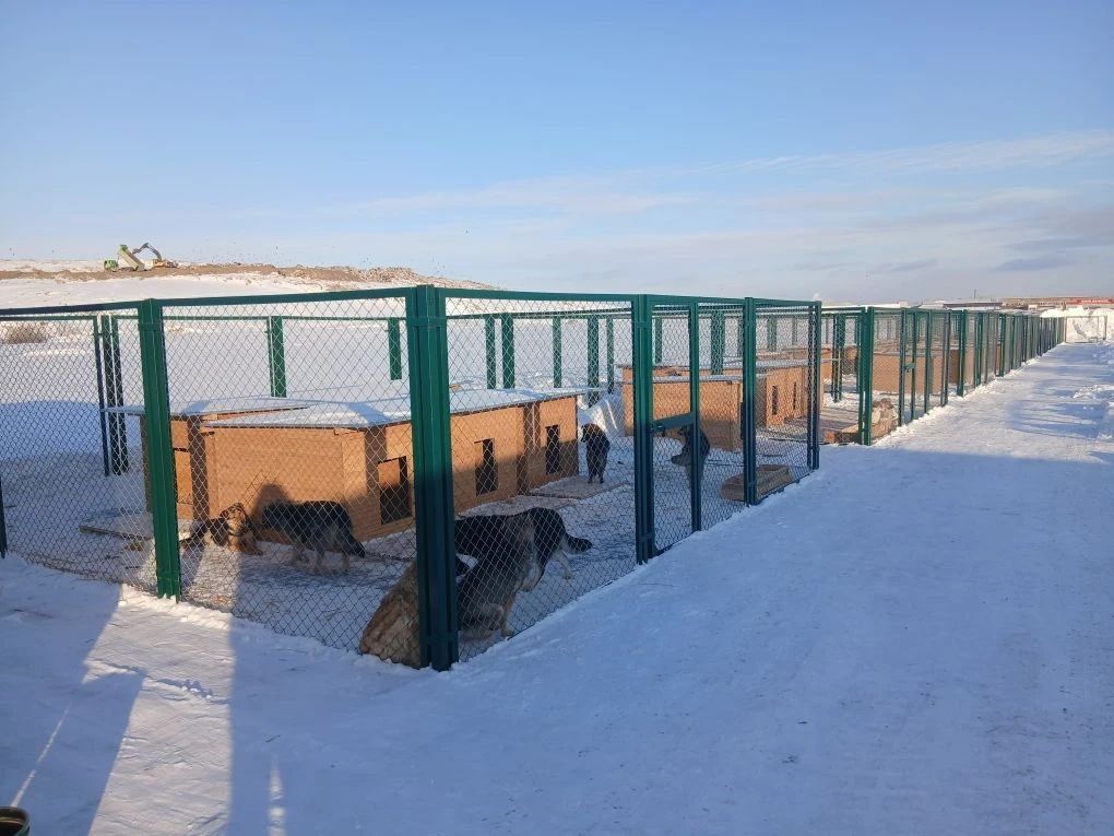 Новый приют вмещает 128 собак