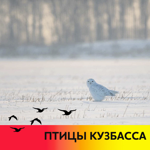 А вы найдете на белом поле волшебную белую сову?