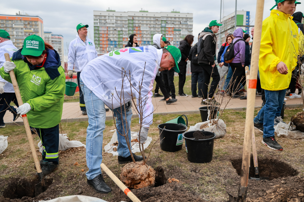 Директор теплосетевого подразделения СГК Сергей Иванов всегда участвует в высадке деревьев