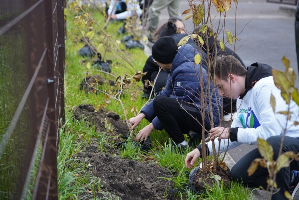 Аллея из саженцев сирени украсит территорию школы 