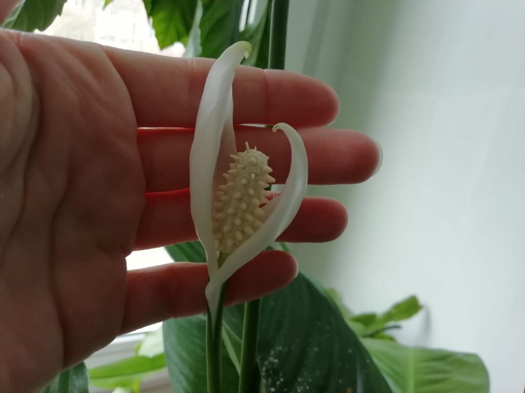 А ещё наша коллега активно разводит комнатные цветы