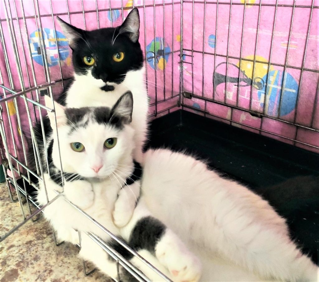 В &laquo;Верном&raquo; живут около 300 животных. Тося и Зося &mdash; новички, попали сюда не так давно. Эта парочку их бывший владелец пытался сбросить с 6 этажа. Кошкам посчастливилось, и они попали в приют