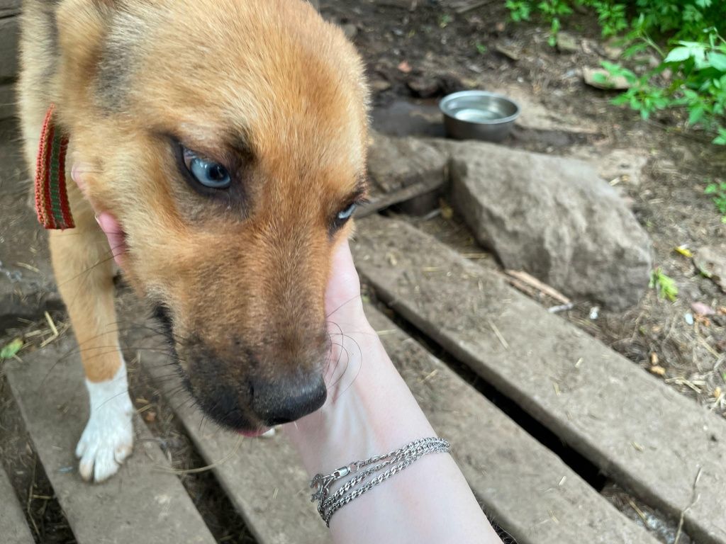 Если вам нужен надежный друг (листайте фотогалерею ниже) или есть хоть какая-то возможность помочь лучегорскому приюту &laquo;Друг&raquo;, можно звонить его руководителю Ольге Замышляевой по телефону: 8 924 434-80-99. Помощь в доставке и адаптации животного, добрые советы и профессиональные консультации вам гарантированы