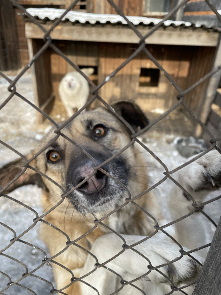 Тысяча и один пес: как живет приют «Каштанкин дом» 