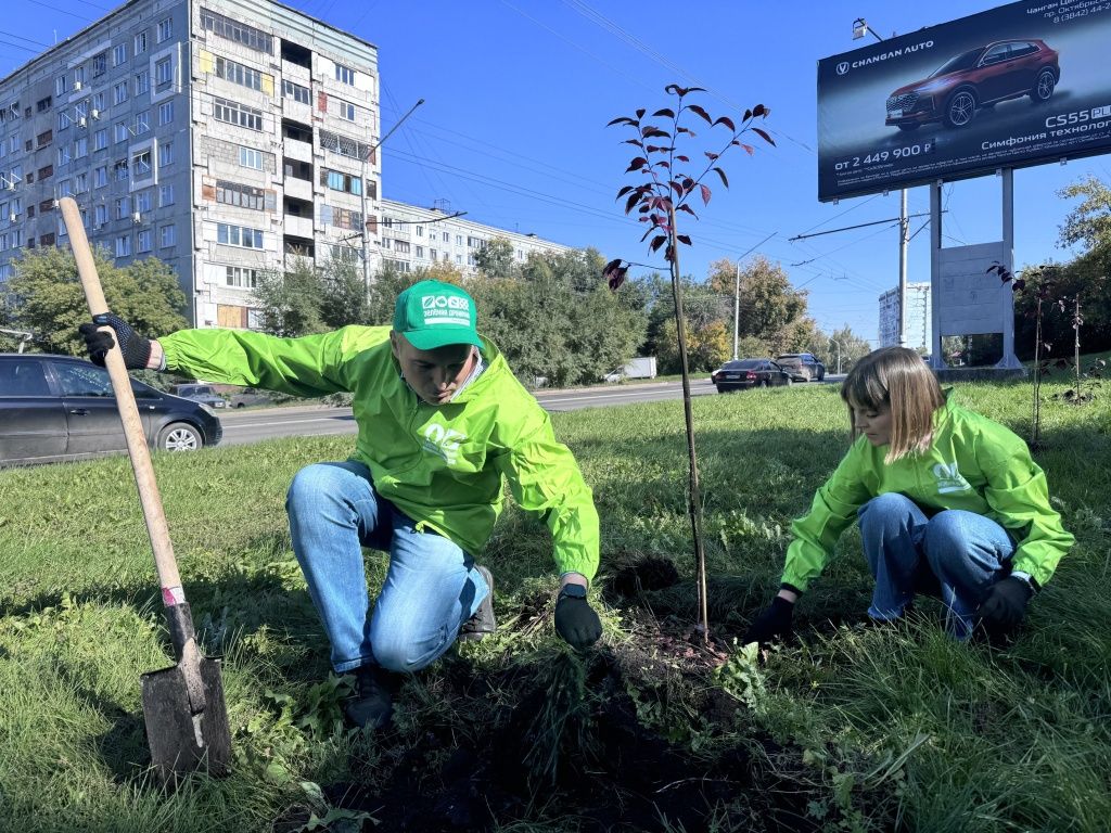 Трехлетние яблоки здоровые и закаленные 