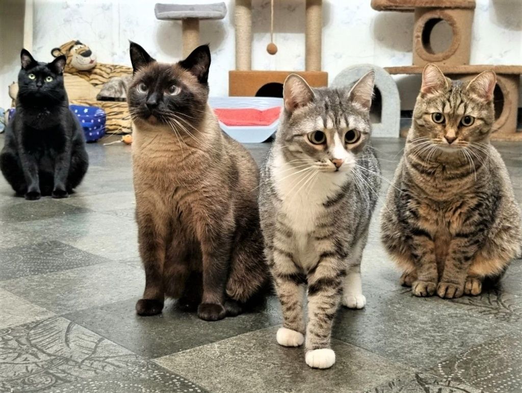 Питомцы группы &laquo;Пристрой кота&raquo;