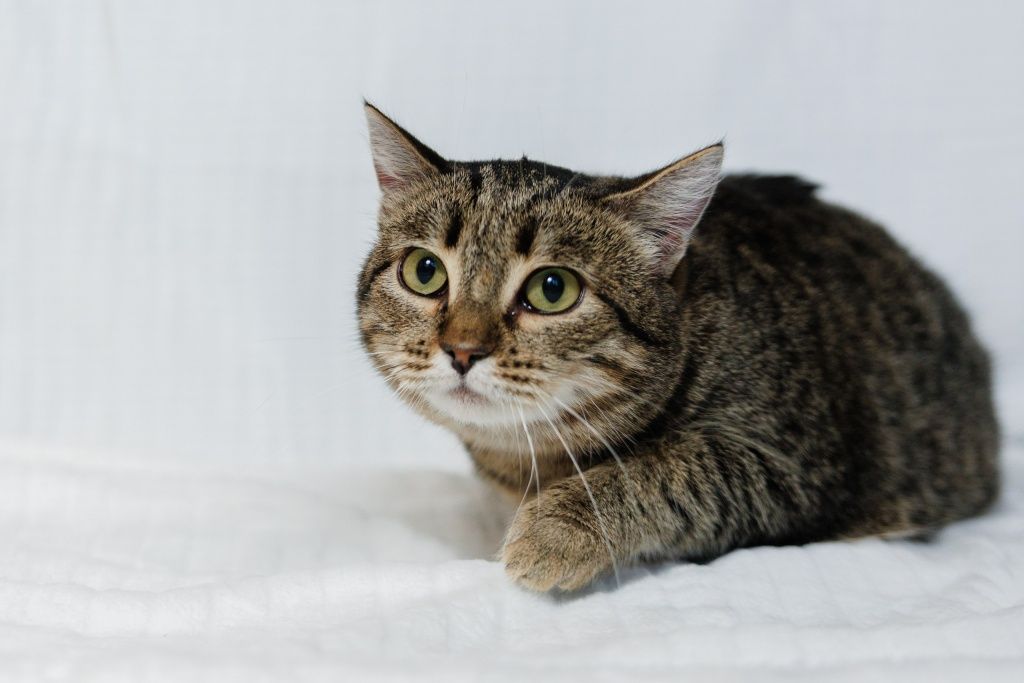 Подопечные группы &laquo;Творим добро&raquo; из п. Рефтинский робко протягивают лапу навстречу человеку