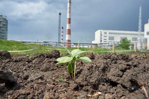 Проект «Огород на ТЭЦ» расширяется: на станции в Красноярске появился еще один