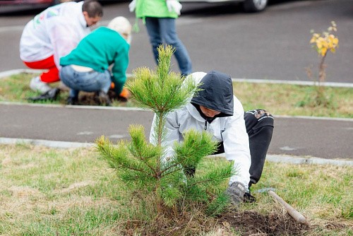 Раскрашиваем осень: Зеленая дружина СГК высадила в Абакане 160 новых деревьев