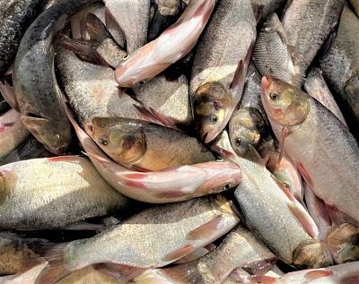 Живые санитары: СГК продолжает проект по зарыблению Беловского моря 