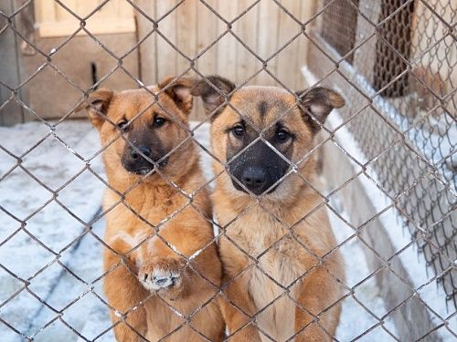 Под новый приют для животных: Новосибирская ТЭЦ-3 поставила золошлаки для стройплощадки