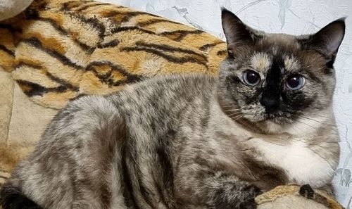 Приятно, что о нас помнят: как проект «За живое» помог бездомным животным из Рубцовска