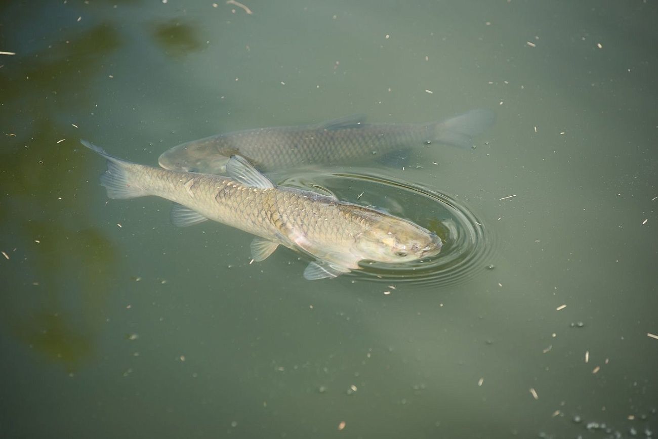 Морю — рыбу. СГК продолжает проект по зарыблению Беловского водохранилища