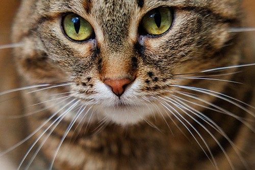 Без уха, но с надеждой: кошка Вита из Рубцовска ждёт своего человека