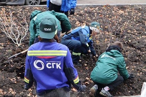 Сиреневый подарок сделали энергетики школе №11 в Назарово