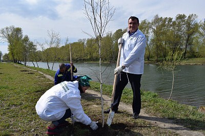 Зелёная дружина СГК сажает деревья в Абакане