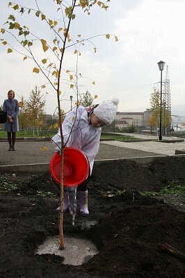 Зеленая дружина