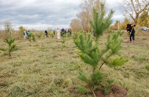 «Чистые игры» и «лес» прямо в городе – энергетики Хакасии подводят итоги осенних экологических акций