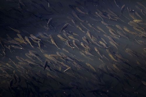 Осетровый десант: в Енисей выпущены 50 тысяч мальков для восстановления популяции