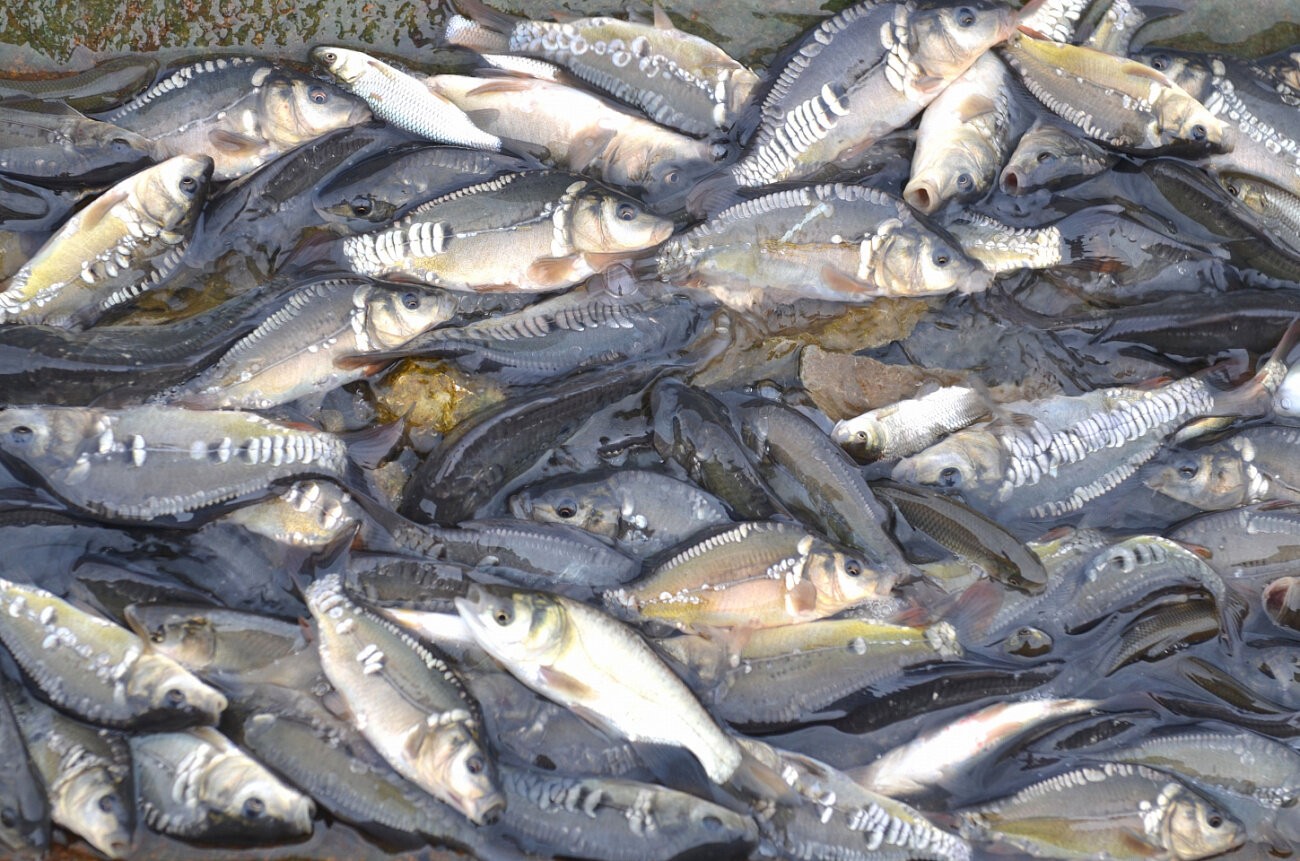 Больше рыбы — чище море: СГК продолжает зарыбление Беловского водохранилища