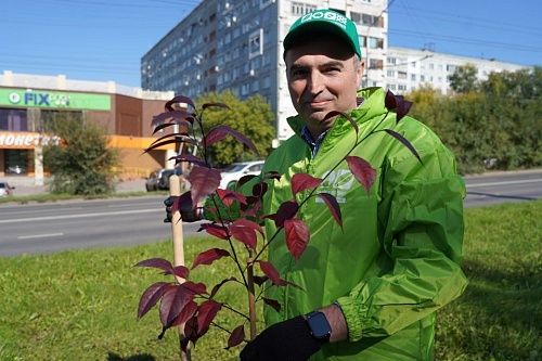 «Зеленая дружина СГК» украсила кемеровский проспект пурпурными яблонями