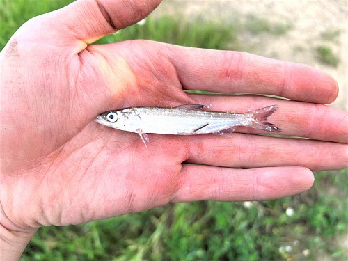 Секреты «рыбной кухни». СГК выпустила в реки Сибири тысячи мальков ценных видов рыб