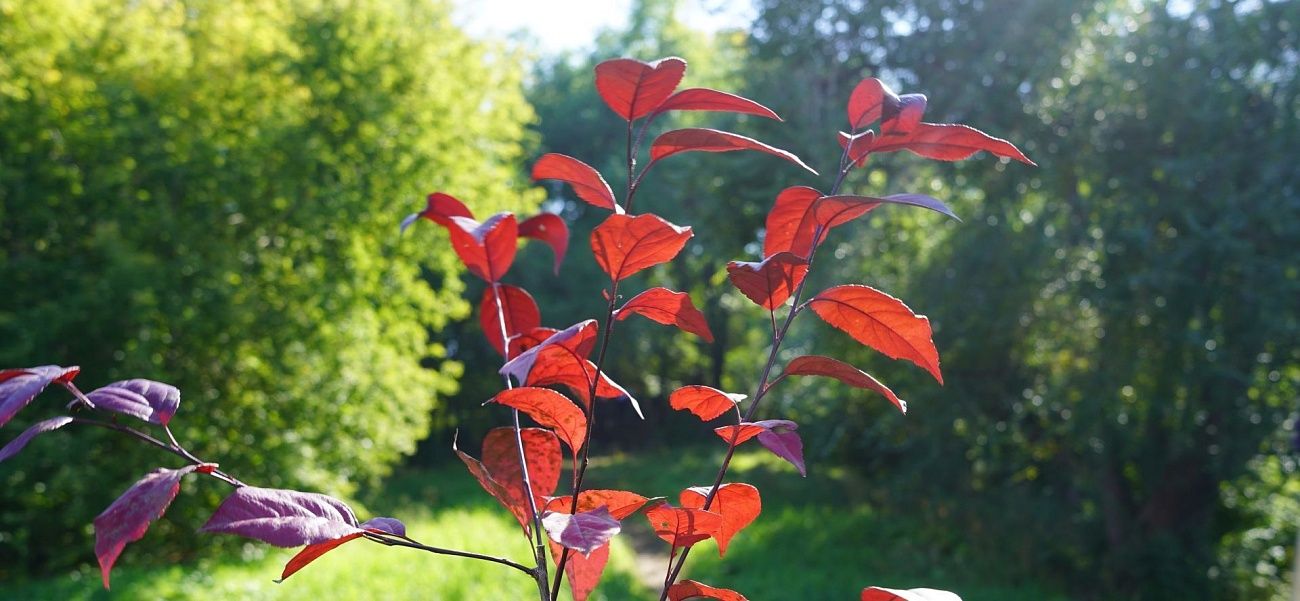 «Зеленая дружина СГК» украсила кемеровский проспект пурпурными яблонями