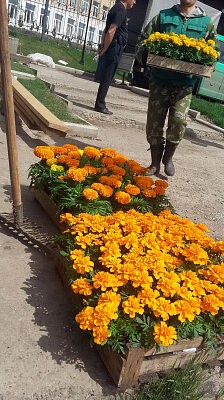 Экомарафон Зеленой дружины и Сибирской генерирующей компании в Красноярске