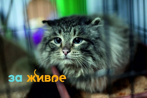 Полмиллиона рублей помог собрать приютам для животных проект «За живое» 