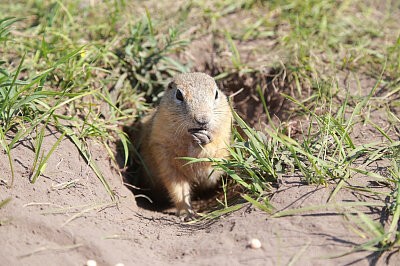 СГК на «Зелёном»
