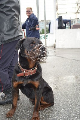 Неделя уличного искусства - 2016