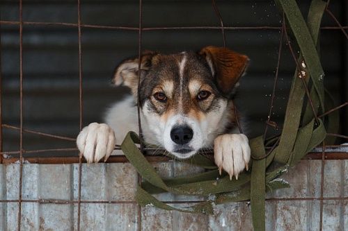 В приюты для бездомных животных Красноярска, Назарова, Канска энергетики СГК передали почти полтонны кормов