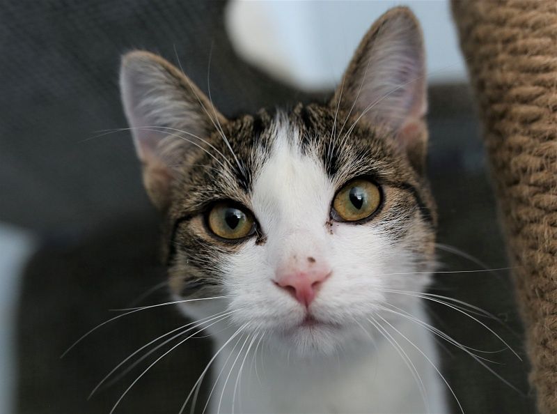 В приютах-участниках проекта «За живое» живут более трёх тысяч кошек и собак. У каждого из них — 
своя грустная история. Все они нуждаются в поддержке, любви и, конечно, в любящих хозяевах. 

