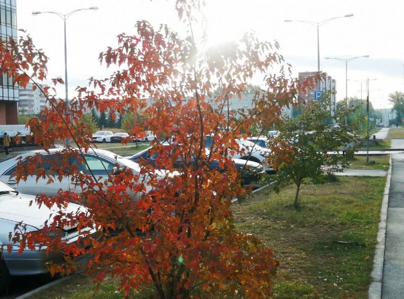 В 2016 году состоялась первая акция СГК в Абакане по высадке деревьев. Около 20 корней кленов было высажено на улице Лермонтова. Теперь они выглядят вот так