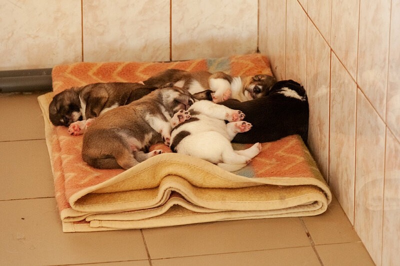 Большинство малышей — щенков и котят — сотрудникам приюта «Каштанкин дом» подкидывают в коробках прямо под двери