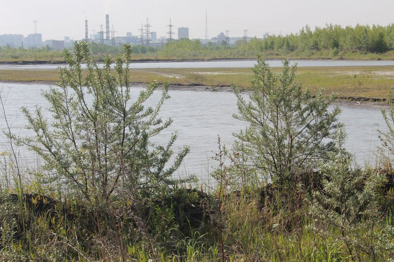 Зона тэц 3. Село Ленинское. Известковый Амурский район Хабаровский край , река кура. Наводнение в Хабаровске 2013 с Корсаково ул Дачная. Наводнение в Амурской области тигры переплывают реку фото.